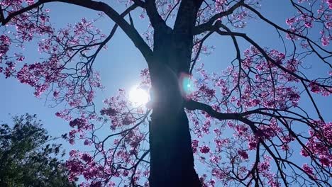 Gleitschuss-Eines-Blühenden-Japanischen-Kirschbaums-Nach-Oben-In-Den-Himmel,-Wobei-Die-Sonne-Durch-Die-Äste-Gegen-Einen-Blauen-Himmel-Im-Stadtpark-Von-Brasilia-Scheint