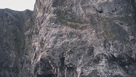 Endlose-Zahl-Von-Seezungenvögeln,-Die-In-Der-Nähe-Von-Felsklippen-Im-Norwegenfjord-Fliegen-Und-Nisten