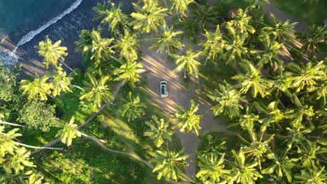 Luftaufnahme-Von-Oben-Nach-Unten-Eines-Weißen-Autos,-Das-An-Einem-Schwarzen-Sandstrand-In-Einem-Feld-Von-Kokospalmen-Bei-Sonnenuntergang-In-Bali-Geparkt-Ist