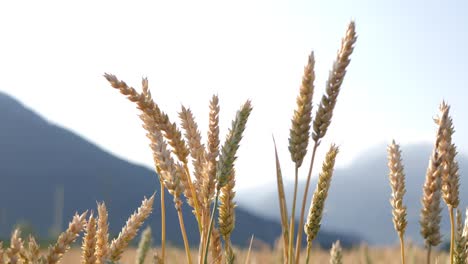 Wheat-field