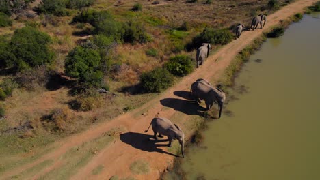Manada-De-Elefantes-Africanos-Salvajes-Bebiendo-Con-Baúl-En-El-Parque-Nacional,-Antena