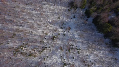 Langes-Drohnenvideo,-Aufgenommen-Vom-Waldgelände,-Gerichtet-Auf-Den-Verschneiten-Wald