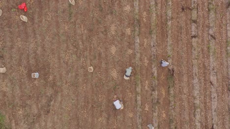 Harvesting-Season-At-Potato-Farm-With-Workers-Digging-Crops-Near-Constanza,-Dominican-Republic