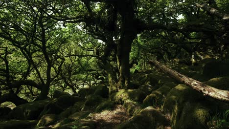 Piering-into-the-deep-woods-of-the-Wistman's-Woods,-Dartmoor,-Devon,-England