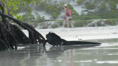Marina-Iguana-Zu-Fuß-In-Richtung-Mangrovenwurzeln-Am-Strand-Mit-Touristen-Im-Hintergrund-Auf-Den-Galapagos