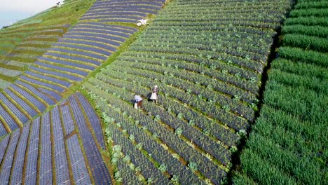 Worker-collecting-yield-of-plantation-on-hillside-during-sunny-day-in-Indonesia