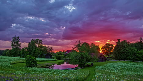 Static-shot-over-white-chamomile-flowers-beside-a-small-pond-with-the-view-of-small-cottages-at-sunset-in-timelapse