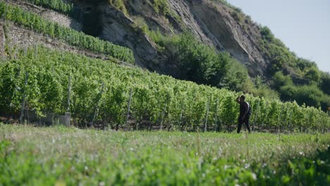 Black-male-traveler-with-backpack-walking-near-lush-green-grape-vines-landscape-in-Switzerland