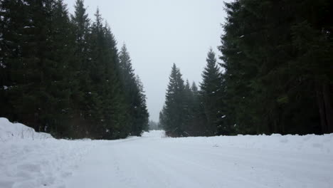Wind-blowing-trees-on-both-sides-of-the-road-during-snowy-winter-day