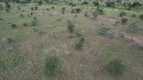 Giraffes-walking-in-Maasai-Mara,-Kenya