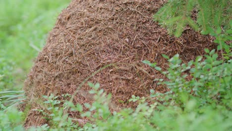 Ameisenhaufen-Mit-Vielen-Ameisen-Im-Wald