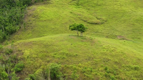 Tree-Growing-On-A-Hilltop---Scenic-Nature-In-Tomas-Oppus,-Southern-Leyte,-Philippines---aerial-drone-shot