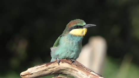 The-Bee-eater-a-richly-colored,-slender-bird-sits-on-a-branch-in-the-forest