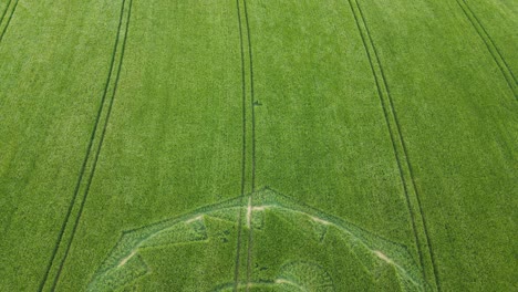 Aerial-drone-backward-moving-shot-over-crop-circle-in-the-middle-of-a-crop-field-in-Hippenscombe,-UK-at-daytime