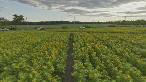 Young-country-girl-enjoying-a-sunflower-field-at-sunset---Dronie-drone-shot