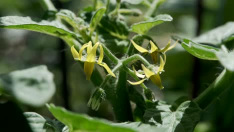Blossoming-Cherry-Tomato-Flower-Plants-Growing-In-The-Garden