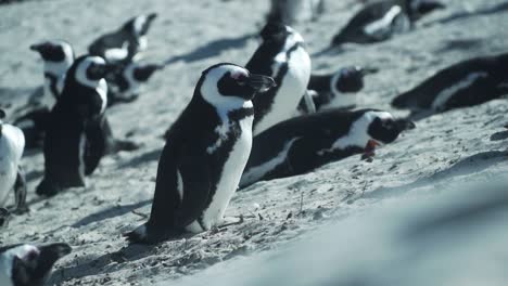 Gefährdete-Afrikanische-Pinguine-In-Der-Boulders-Pinguin-Kolonie-In-Kapstadt,-Südafrika