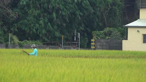 Hard-working-farmer-walking-in-the-middle-of-beautiful-golden-rice-paddy-field,-ensuring-quality-crops-are-harvested-at-Douliu-city,-Yunlin-county,-Taiwan,-Asia
