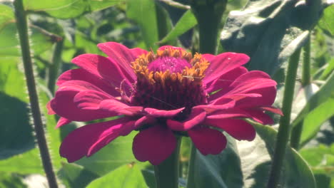 Closeup-of-a-red-and-yellow-zinnia-flower