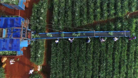 Aerial-top-down-ascending-over-unrecognizable-laborers-working-with-conveyor-belt-during-pineapple-harvest,-Upala-in-Costa-Rica