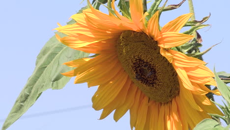 Open-sunflower-flower-with-yellow-petals,-viewed-from-low-angle,-with-blue-sky-in-the-background
