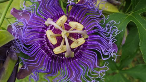 Close-up-shot-of-a-beautiful-purple-passion-flower