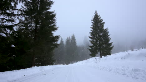 Wind-Weht-Bäume-Während-Des-Verschneiten-Wintertages