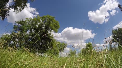 Niedriger-Zeitraffer-Von-Wolken,-Die-Sich-Mit-Bäumen-Und-Gras-Wehen