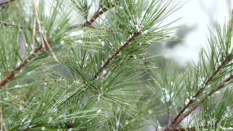Close-up-view-of-pine-tree-accumulating-snow