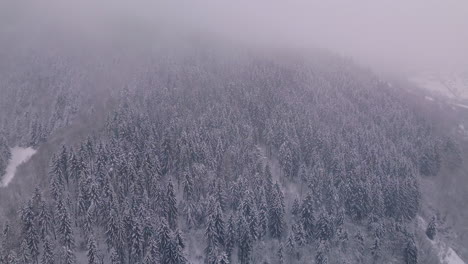 árboles-Cubiertos-De-Nieve-Vistos-Desde-Arriba