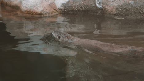 Otter-Schwimmen-In-Zeitlupe