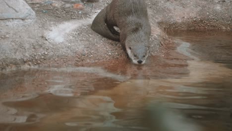 Otter-getting-in-water-in-slow-motion