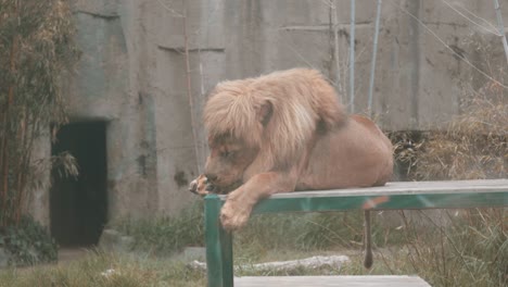 Lion-licking-its-paws-in-slow-motion