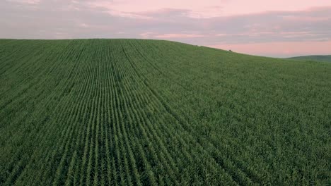 Aerial-footage-over-a-large-corn-field-before-sunset-on-a-summer-day