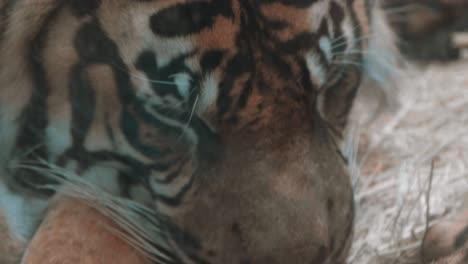 Tigre-Durmiendo-En-Cámara-Lenta