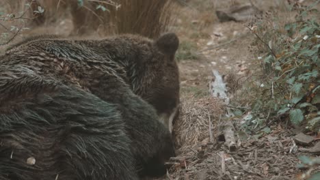 Bear-laying-down-to-sleep-in-slow-motion