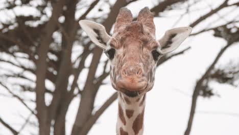 Giraffe-closeup-eating-leaves-in-slow-motion