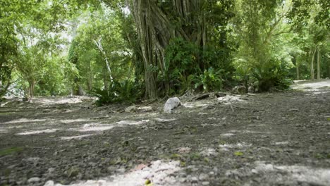 Baum-Im-Tropischen-Dschungel-Belize