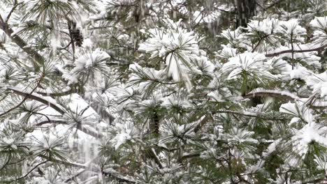 Snowy-pine-tree-getting-cut-down