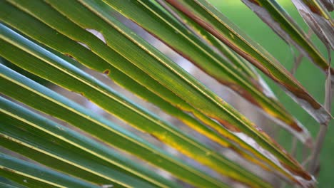Nahaufnahmen-Von-Palmblättern,-Die-Im-Wind-Wehen