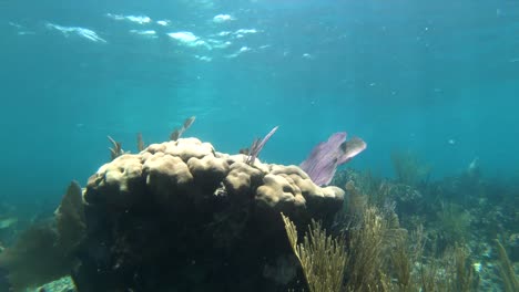 Caribe-Océano-Submarino-Vida-Silvestre-4k-Arrecife-De-Coral