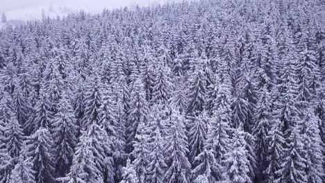 Winter-Forest