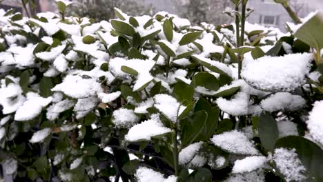 Nieve-Cayendo-Sobre-Un-Arbusto-Verde