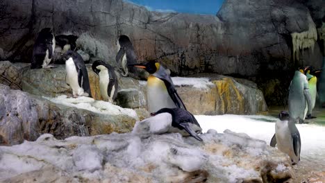 Osaka-Aquarium-Kaiyukan,-Japan,-Pinguin-Bühnenspiel