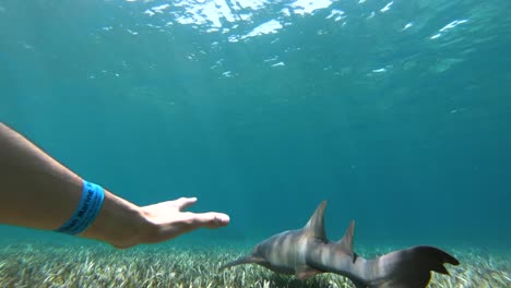 Vida-Silvestre-Submarina-Del-Océano-Caribe-En-4k-Tiburón-Nodriza