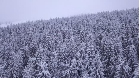 Bosque-De-Invierno
