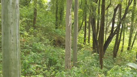 Filmische-Aufnahme-Von-Wäldern