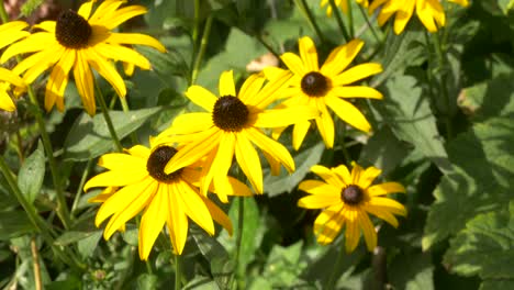 A-bed-of-rudbeckia-hirta-flowers-are-weighing-in-the-wind