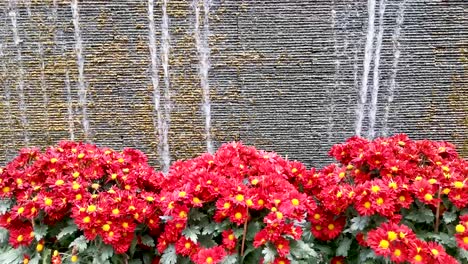 Chinese-New-Year-flower-in-front-of-waterfall-wall-background,-full-of-joy-and-festive-atmosphere