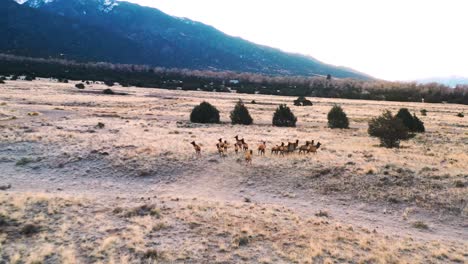 Herd-of-Elk-In-Colorado-Mountain-Valley-Aerial-Shot-4K